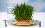How do I deal with a vegan patient?
