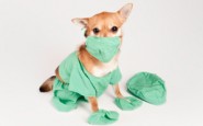 Would your pet make a great nurse?
