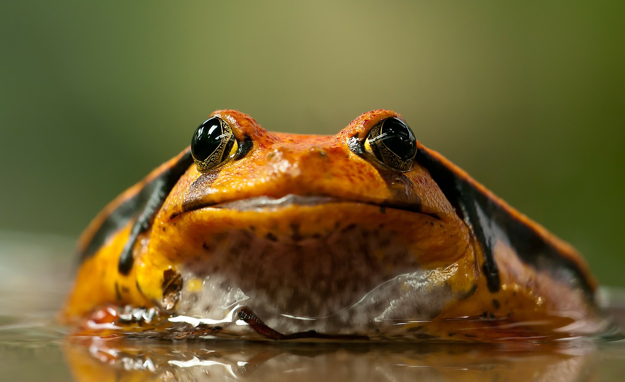 Licking Frogs to Get High? Beware of the Mind-Altering Effects of