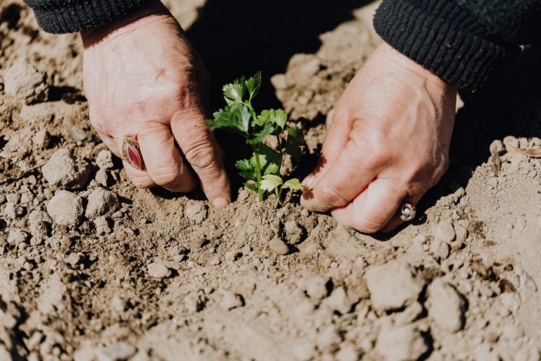 La jardinería como vía hacia la salud mental: Una manera sencilla de aliviar el estrés