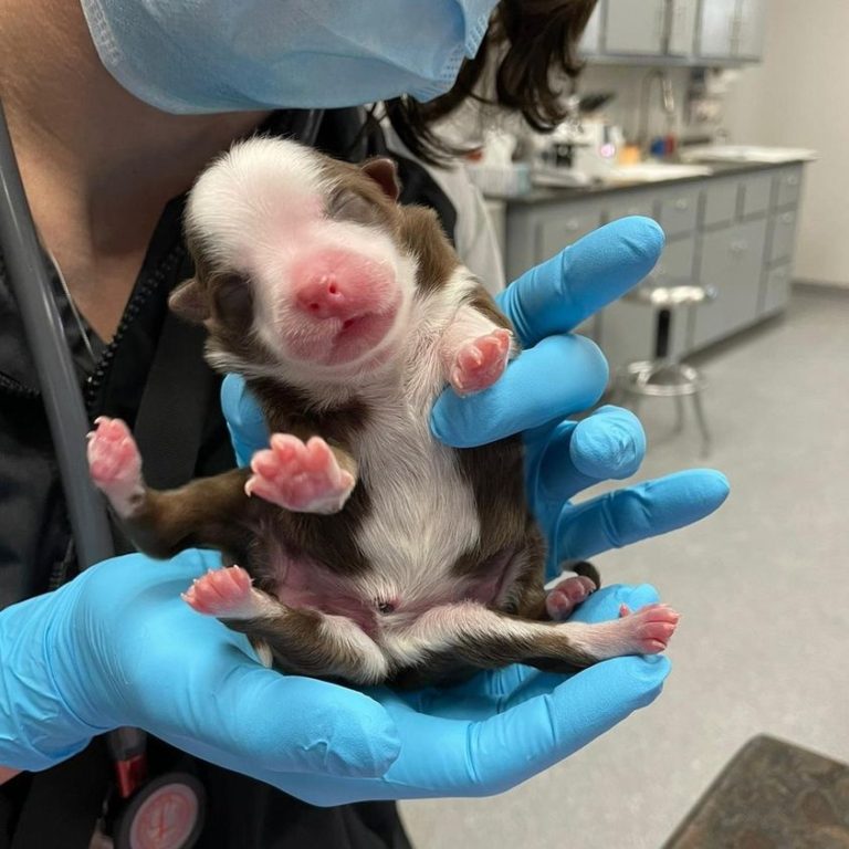 “Skipper” la cachorra nacida con 6 patas, es aclamada como un “milagro”