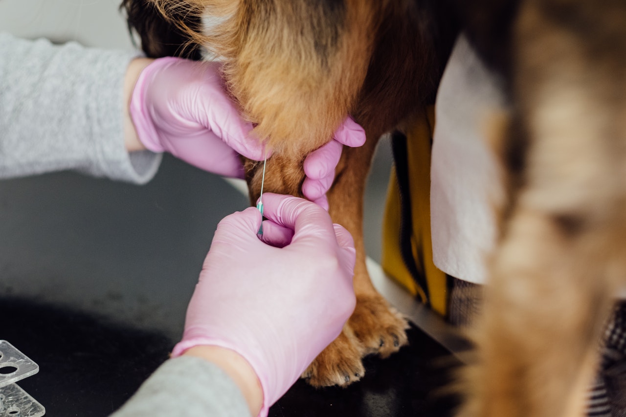 Veterinarians Facing a Higher Risk of Suicide Because of the Pandemic - Vimarsana News