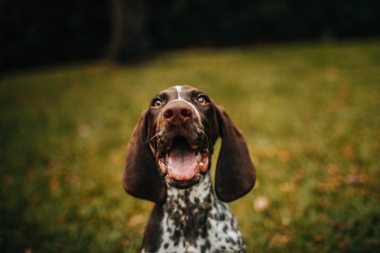 Primer caso en el Reino Unido de COVID-19 en un perro confirmado por un veterinario superior