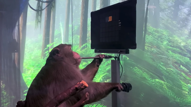 Elon Musk’s Neuralink Brain Chip Kills 15 Monkeys Out of 23