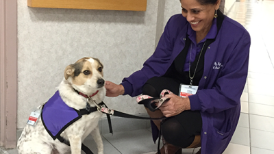 Three Dogs Promoted to Chief Comfort Officer at Virginia Hospital ...