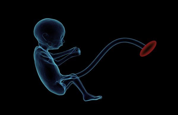 Embryo Placenta Pregnancy Fetus Umbilical Cord